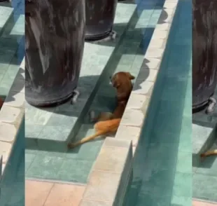 Um cachorro caramelo ganhou a internet depois de "invadir" espelho d'água de hotel (Créditos: Instagram/@hoteljardimms)