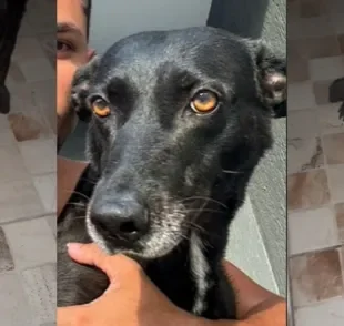 Confira se cachorro pode comer barata ou não! 