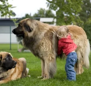 As raças de cachorro grande podem ser adoráveis e até calmos