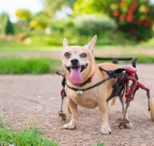 A cadeira de rodas para cachorro ajuda a dar mais qualidade de vida para pets com problemas de locomoção.