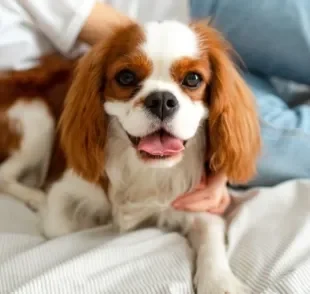 O Cavalier King Charles Spaniel é um cão amoroso, obediente e com várias outras qualidades