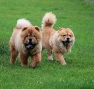 Chow Chow: conheça mais sobre o cachorro que parece um ursinho