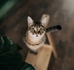 Veja a melhor maneira de como chamar um gato e não ser ignorado