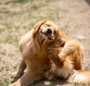 Conheça algumas dicas de como tirar carrapato de cachorro de forma fácil e segura para o animal