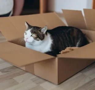 Comportamentos felinos como gostar de caixas de papelão, zoomies e trazer presentinhos têm explicações curiosas