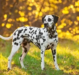 Dálmata: um cachorro de raça grande conhecido pela lealdade e inteligência