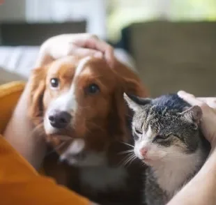 O Dia Nacional dos Animais é celebrado em 14 de março e traz visibilidade para uma causa muito importante