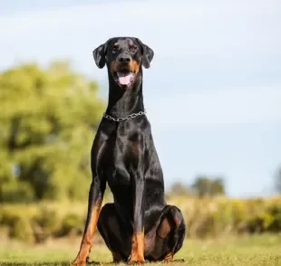 Doberman: conheça a raça de cachorro ideal para quem procura um amigo leal e protetor