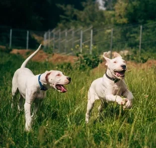 O Dogo Argentino é um cachorro que tem tudo para conquistar seu coração! Saiba mais sobre ele