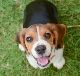 Resgatar filhote de cachorro é uma linda atitude, mas requer também algumas responsabilidades. 