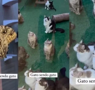 Gatos caçadores ficam hipnotizados com borboleta (Créditos: Instagram/ @opaidosgatos) 