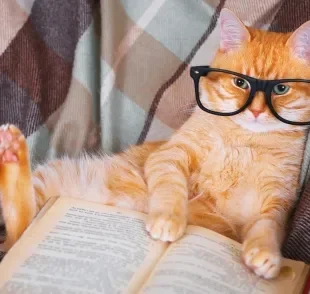 Um gato inteligente é adaptável, sociável, curioso e observador