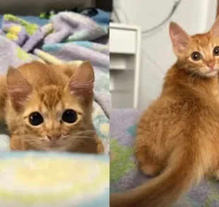 Gato laranja apronta com tutora e faz com que ela se atrase todos os dias de manhã. Créditos: Instagram/@fernandaa.carriel