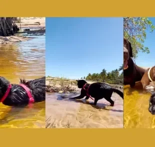 Vídeo de gato na praia viraliza na web! Gatinha se diverte com a família de surfistas em banho de mar. Créditos: Instagram/@familiasurfdog