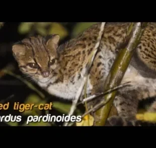 Nova espécie de gato-selvagem é descoberta na América do Sul (Créditos: Tiger Cats Conservation Initiative )
