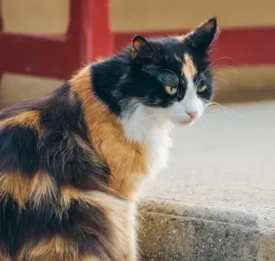 Qual a probabilidade de um gato tricolor ser macho? Entenda se é possível ou se todos os bichanos de 3 cores são fêmeas. 