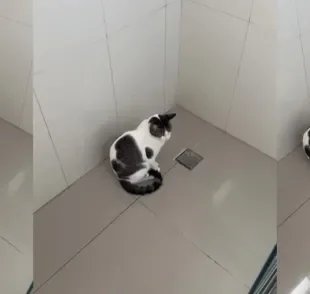 Gato bagunceiro ou curioso? Diego é um gatinho que ama destampar ralos! (Créditos: Instagram/@nanaths)