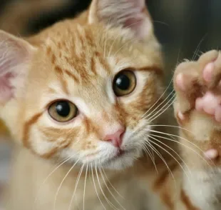 Gatos laranjas são mais agitados do que outros felinos?