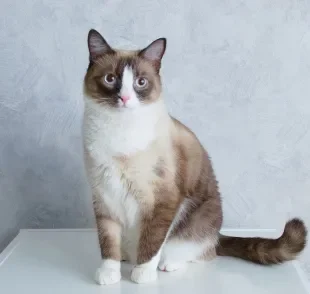 O gato Snowshoe é uma raça recente com características adoráveis