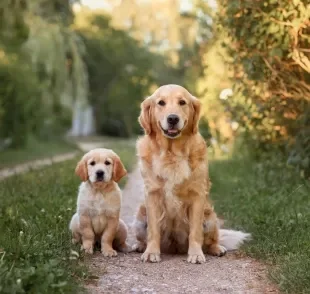 O Golden Retriever passa por diferentes etapas de vida