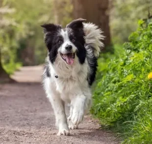 Calcular a idade de cachorro fica muito mais fácil com a ajuda de uma tabela