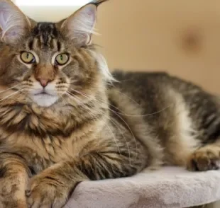 O Maine Coon é um gato que parece leão por causa do seu tamanho e juba