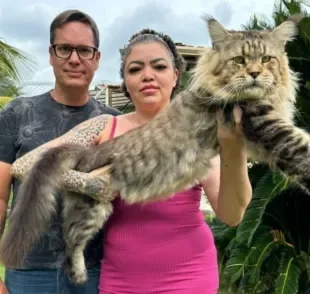 O maior gato do mundo pode ser um Maine Coon brasileiro do interior de São Paulo