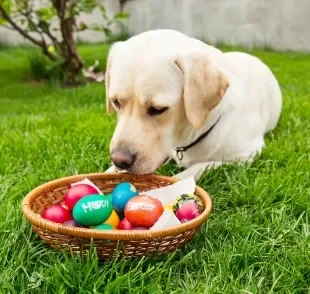 Aprenda a preparar um ovo de páscoa para cachorro seguro e saboroso