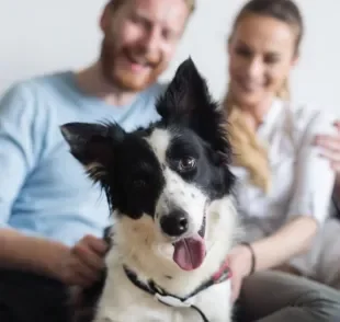 Um bom pai de pet deve saber reconhecer os sinais de que o cachorro te ama