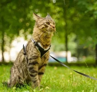Passear com gato exige alguns cuidados para a segurança do animal, como o uso de coleiras 