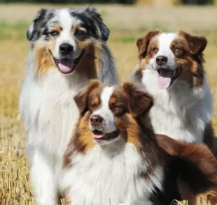 Pastor Australiano: um cãozinho ativo, fiel e companheiro. Conheça mais sobre essa raça!