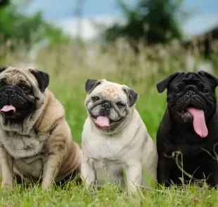 O Pug é uma raça de cachorro pequeno apaixonante com seu jeitinho carinhoso e companheiro