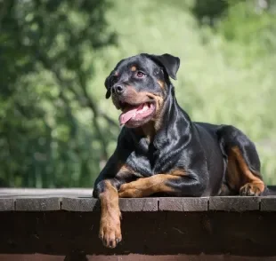 Rottweiler é uma das raças de cachorros mais protetoras e com alto nível de energia 