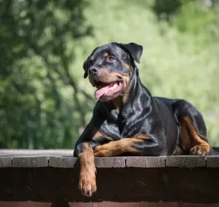O Rottweiler é uma das raças de cachorros mais protetoras e com alto nível de energia 