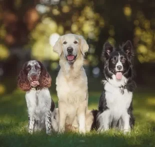 Com tantas raças de cachorro espalhadas pelo mundo, fica difícil conhecer todas