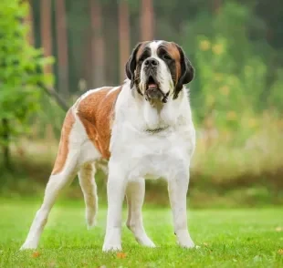 O São Bernardo é um cachorro gigante de personalidade dócil e carinhosa