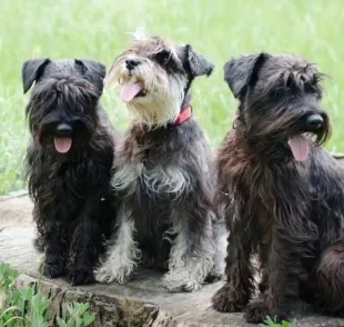 O Schnauzer Miniatura tem porte pequeno e é famoso por sua barba característica