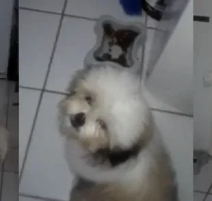 O Shih Tzu deixou de beber água do potinho, mas não estava passando sede (Créditos: TikTok/dilson.castro6)