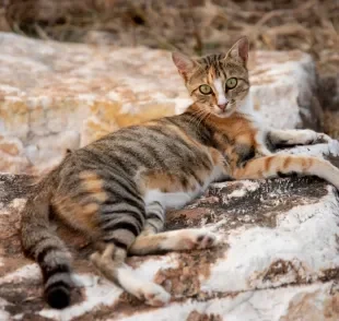 O pelo do gato Sokoke é tigrado com tons de marrom e castanho escuro