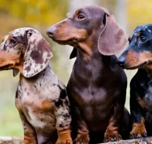 Os tipos de Dachshund são bem variados