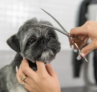 A tosa bebê Shih Tzu é um corte clássico da raça