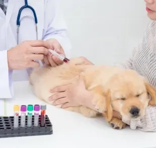 A transfusão de sangue em cães pode ser necessária em determinadas situações. 