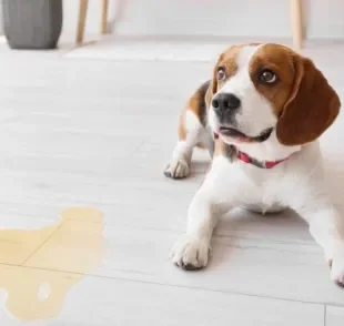 O xixi de cachorro no lugar errado pode ser causado por várias situações, mas é bom saber como evitar