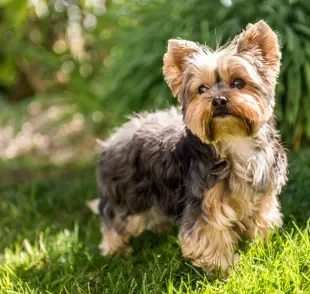 O Yorkshire é um pequeno peludo que conquista corações