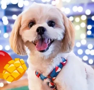 Shih Tzu tentou resistir a uma comida deliciosa, mas não conseguiu (Créditos: Instagram/ @luckluludog) 