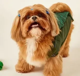 Shih Tzu ruiva encanta internautas pelo aspecto sedoso dos pelos (Créditos: Instagram/@hannashihtzuuu) 