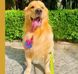 O Golden Retriever Joca morreu depois de erro durante transporte feito pela Gol