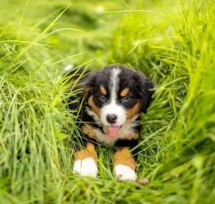 O Bernese filhote é sinônimo de fofura, companheirismo e muito amor