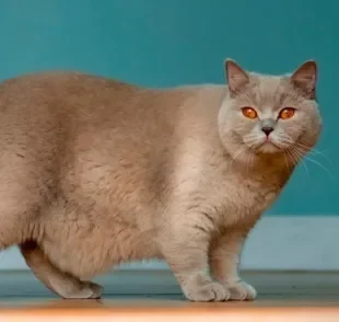 A bolsa primordial em gatos pode dar a impressão de um gato barrigudo, mas não tem nada a ver com o peso do pet