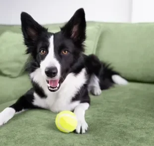 O Border Collie é muito ativo e cheio de energia, por isso pode precisar de mais atenção